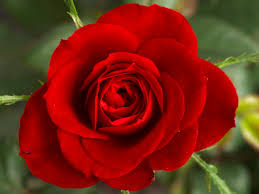 Beautiful Photos Of Love Flower Rose 7