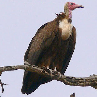 buitre negro Necrosyrtes monachus buitres de africa