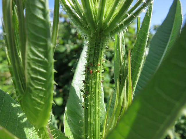 Brown aphids on prickly stem of teasle plant.