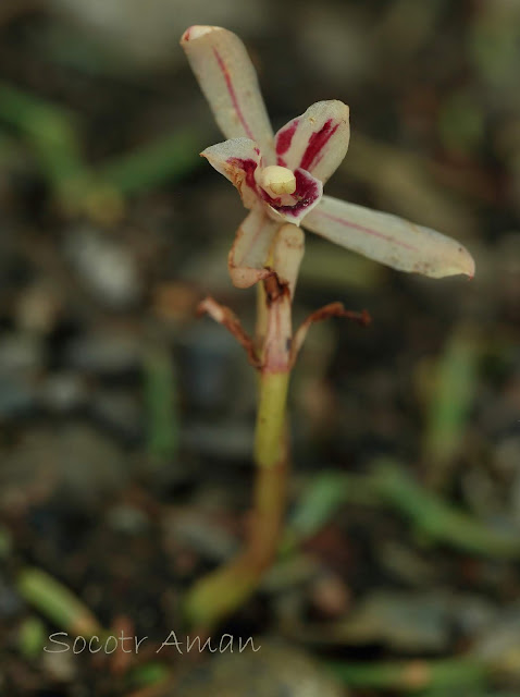 Cymbidium macrorhizon