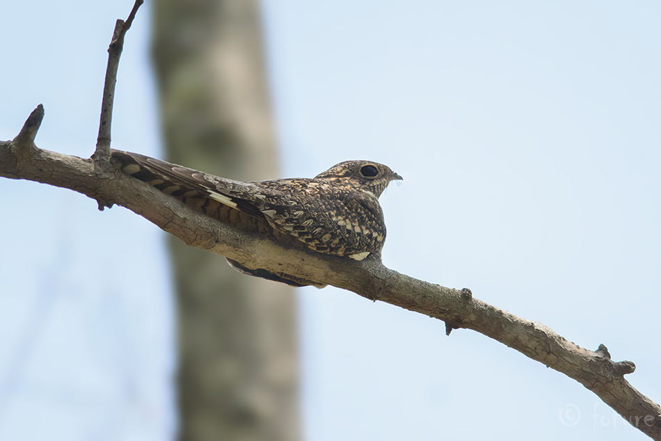 Välja-videvikusorr, Chordeiles acutipennis, Lesser Nighthawk, Trilling, sorr, hawk, nightjar