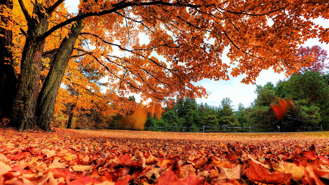 Autumn Maple Tree HD Wallpaper