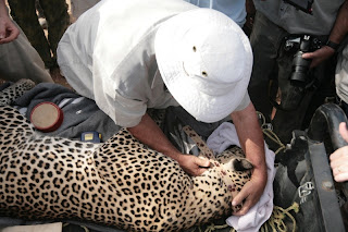 Leopard trapped at Bagrakote tea estate