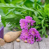 Nurturing Naturally: Cura Naturalis Care Tips