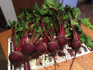 Harvested Beets