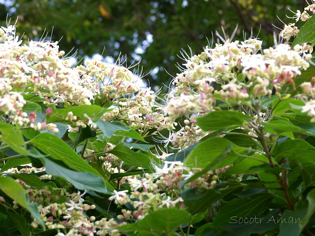 Clerodendrum trichotomum