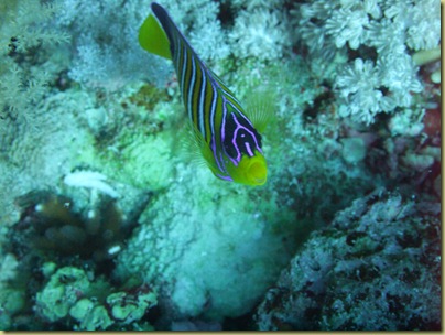LBS Fish Nemo