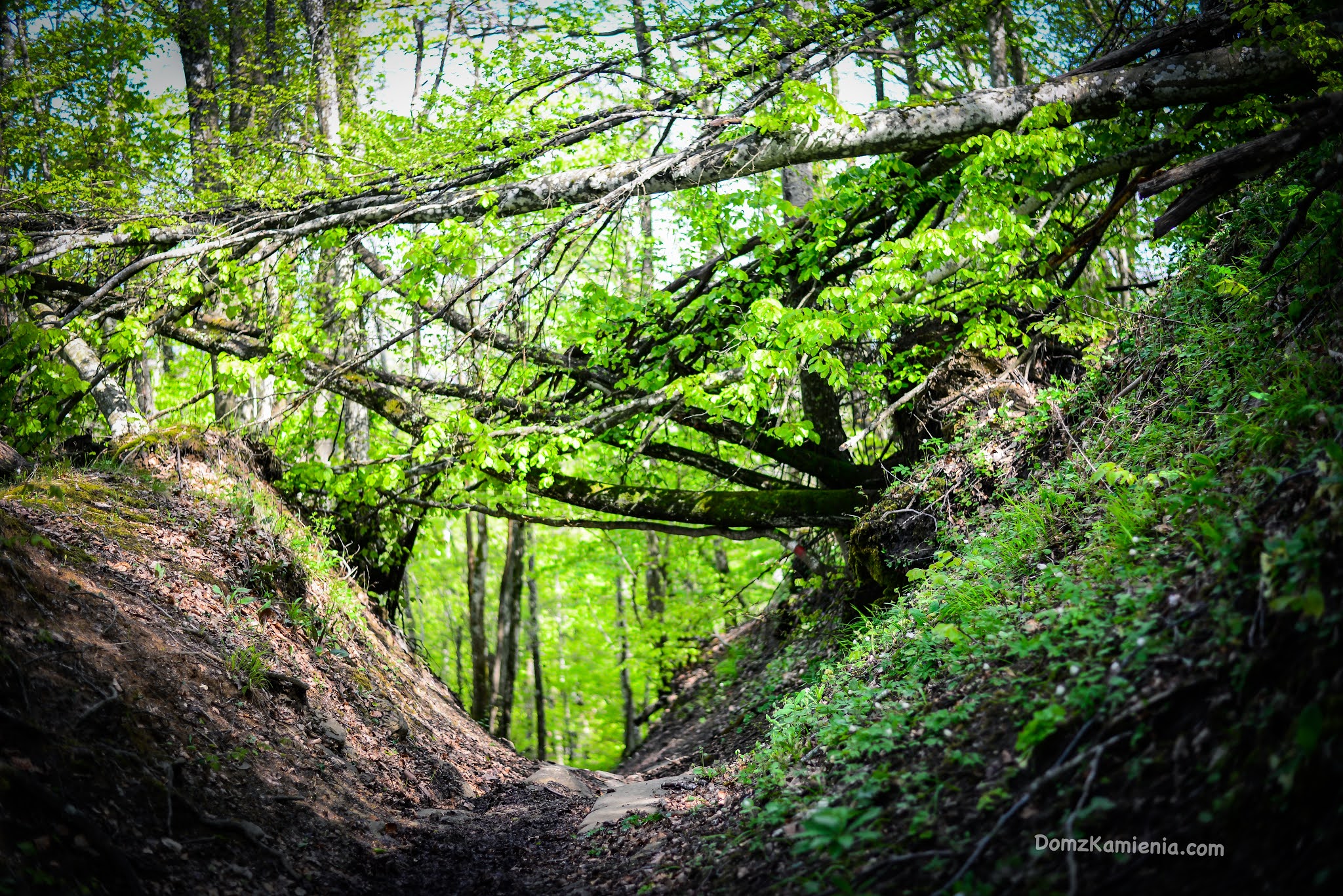 Dom z Kamienia blog o życiu w Toskanii, trekking, Marradi