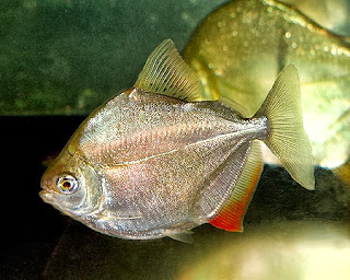 ikan silver dollar