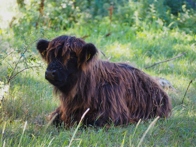 lingonberryhouse, ylämaankarja, hghland cattle, animal, eläin, paatilla, on a boat trip, family cruiser, autumn, syksy