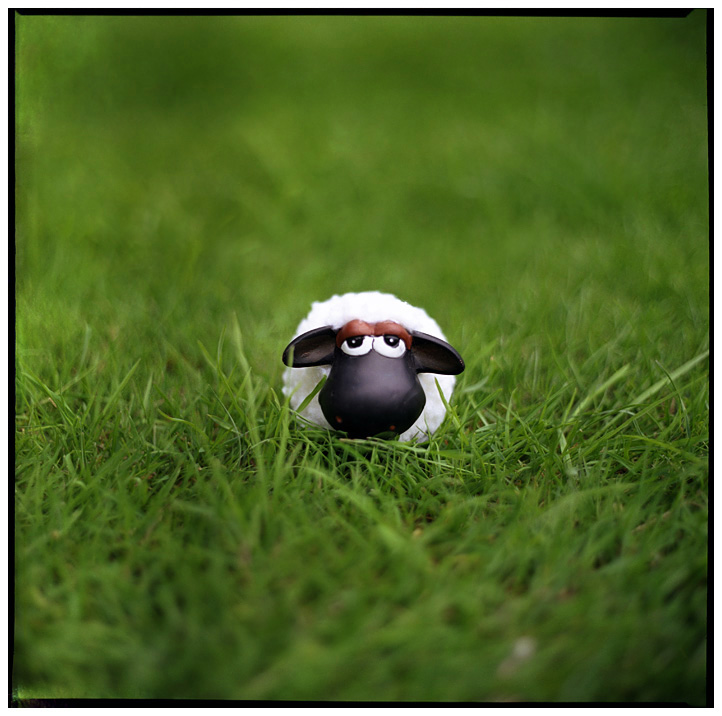 Funny Shaun The Sheep, Shaun Sheep Cartoon, Anime Shaun The Sheep Videos