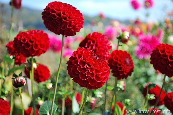 Wildegg_Flower1