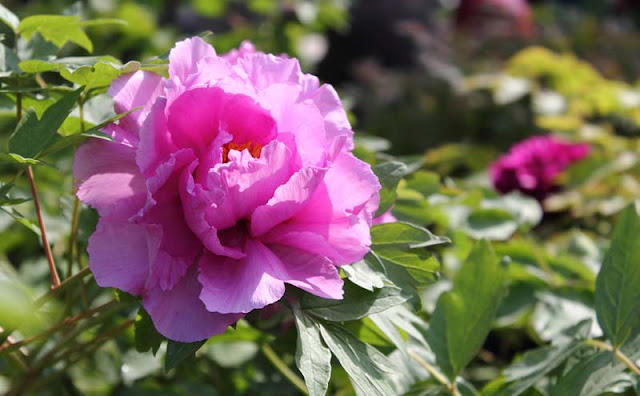 Peony Flowers Pictures