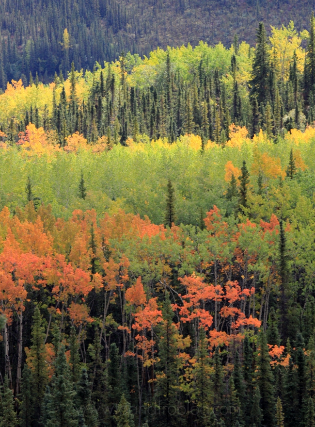 denali national park fall colors
