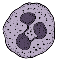 White Blood Cells (WBCs)