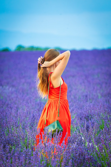 Valensole-Campi di lavanda al tramonto