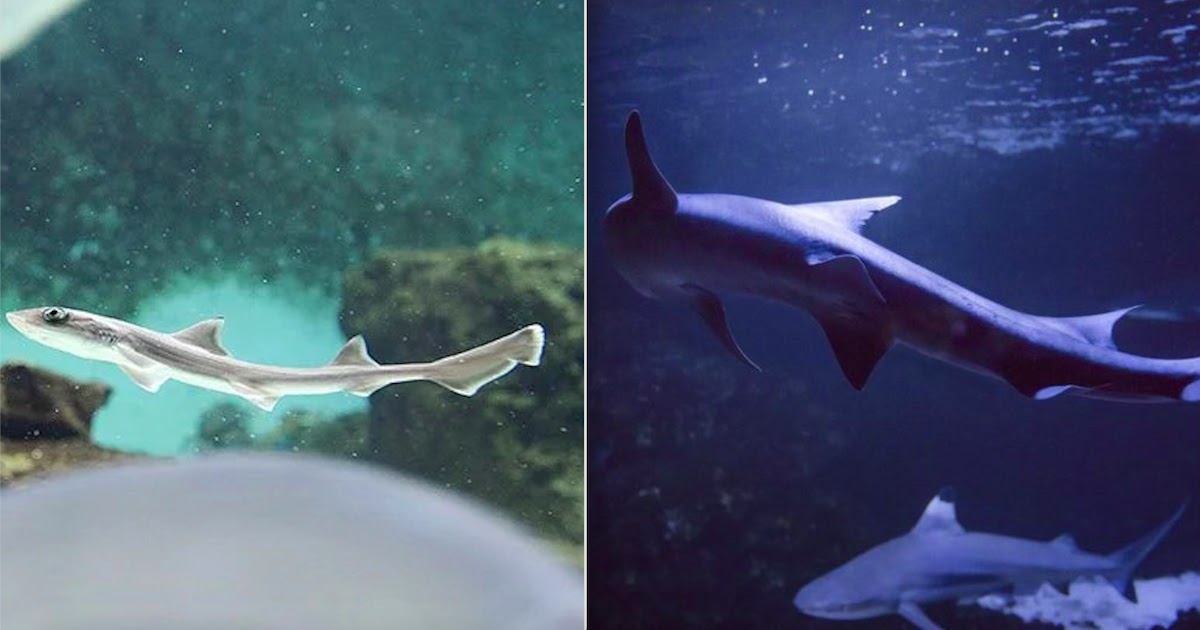 Shark In Italy Has 'Virgin Birth' After Being In An All-Female Shark Tank For 10 Years