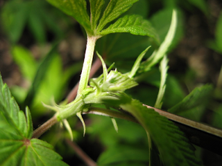 plantar maconha