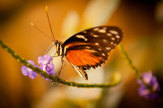 Beautiful Butterfly Images/Pictures