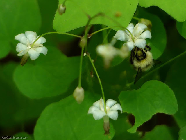 pollination in progress