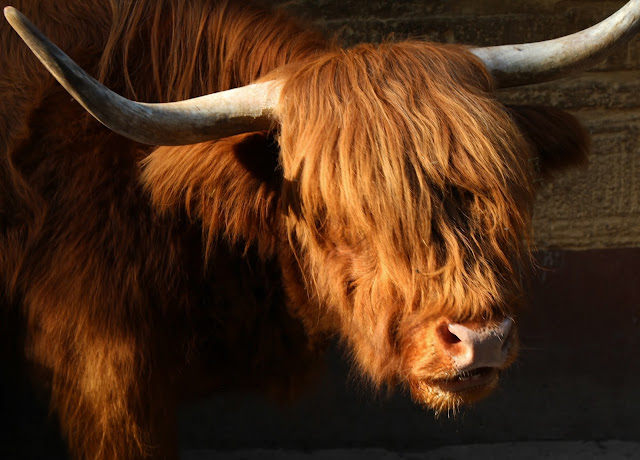 Schottisches Hochlandrind Tierpark Gera