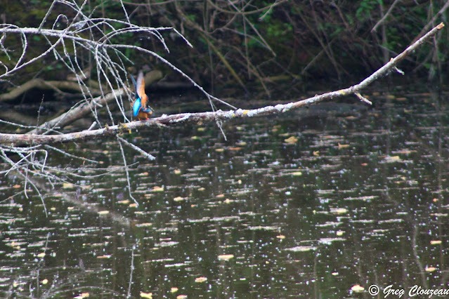 Reproduction du couple de Martin-pêcheur d'Europe  ENS près de Melun, Seine et Marne