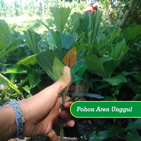 Jual Bibit Pohon Aren Unggul dan Murah