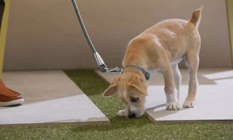 5 Easy Steps to Housebreaking Your Puppy