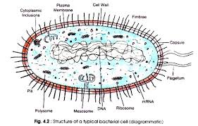 a typical bacterial cell 