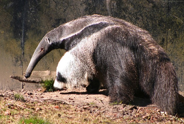 Tamanduá tem perna que parece cabeça de urso panda