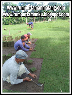 Harga jual rumput manila harga jual rumput zoysia matrella