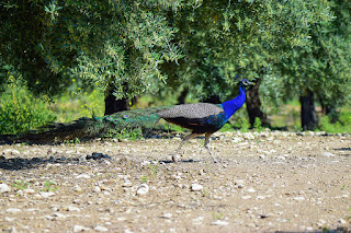 pavo real-pavo cristatus-pavo real de la india. jpg