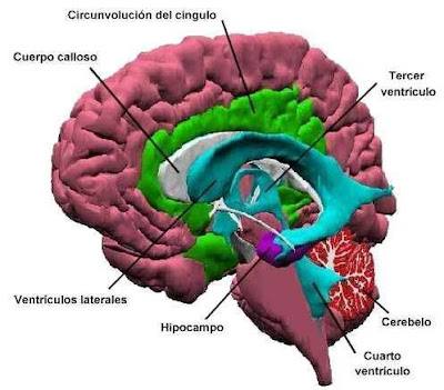 NEUROPLASTICIDAD