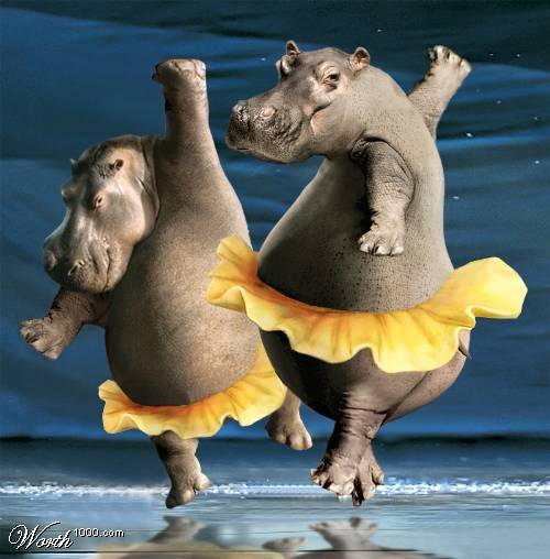  Funny  Animals  Dancing  New Pictures 2012 Pets Cute and Docile