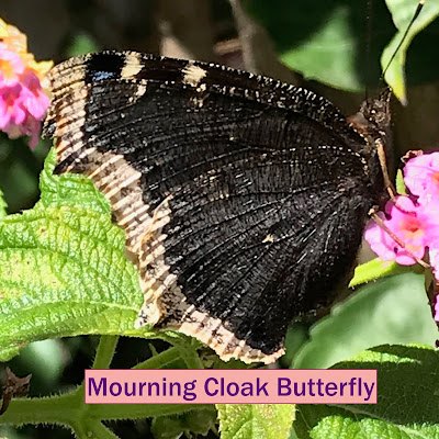 Mourning Cloak Butterfly on a pink lantana flower