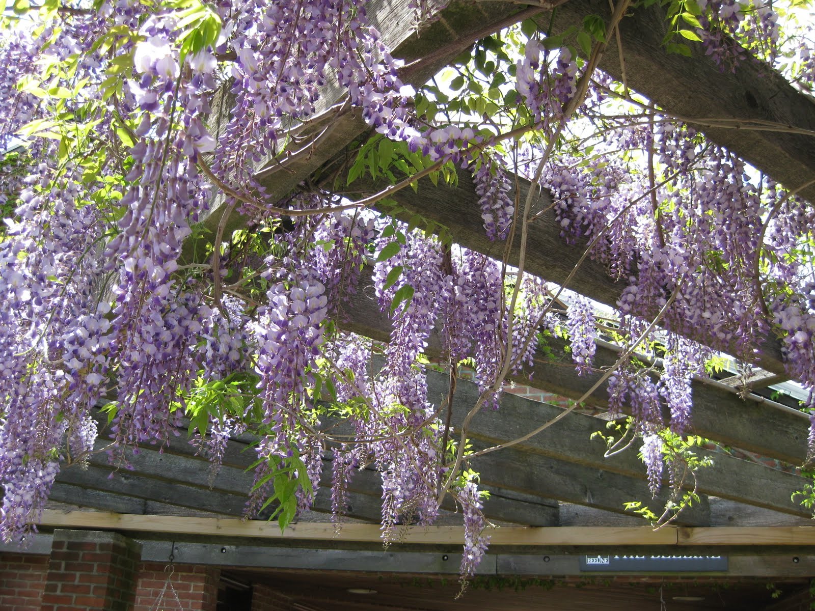 Rotary Botanical Gardens - Hort Blog: Chicago Botanic Garden Looks ...