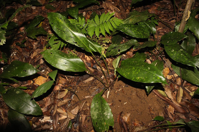 Aspidistra hekouensis