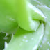 Aloe Vera, Alligator Tongue