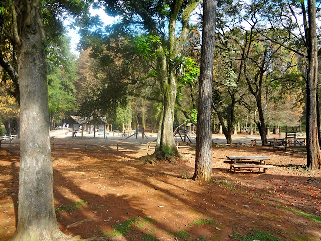 Horto Florestal de São Paulo ou Parque Estadual Albert Löfgren