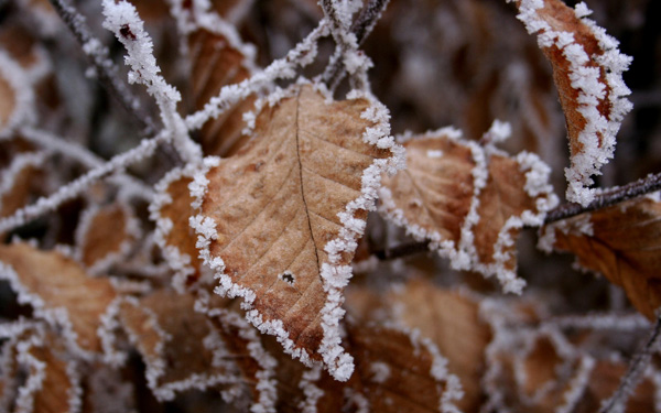 Brown Leaves