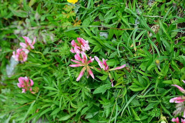 Trifolium alpinum