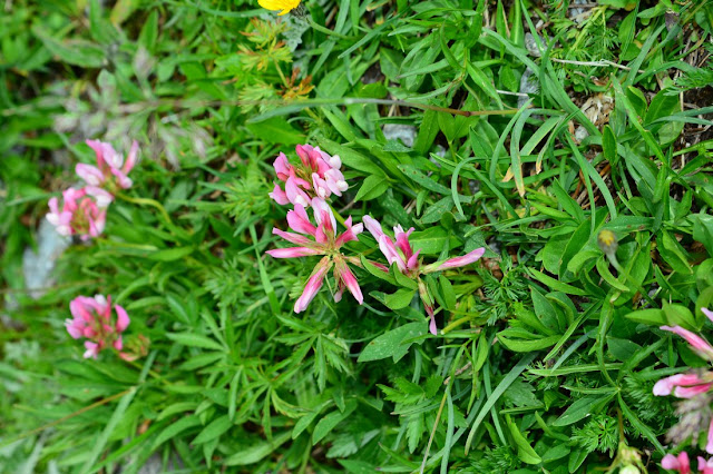 Trifolium alpinum