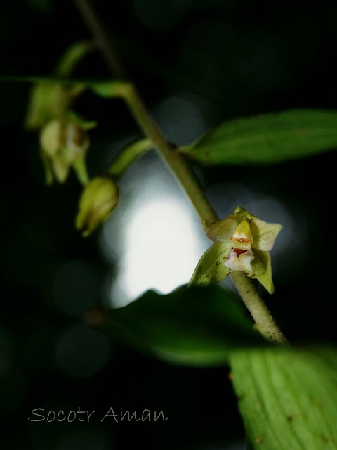 Epipactis papillosa