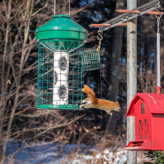 Leaping for Joy