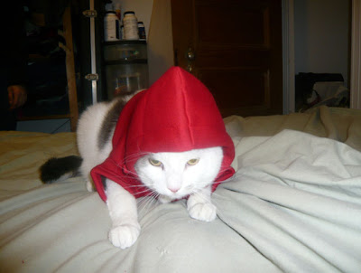 Cute Kittens In Hoodies Seen On www.coolpicturegallery.us