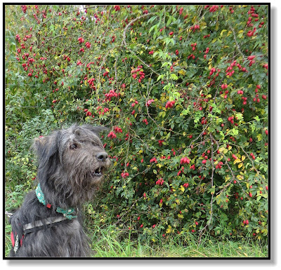 Lotte vor dem Hagebuttenstrauch