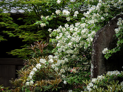 Baika-utsugi (Philadelphus satsumi) flowers: Kaizo-ji 