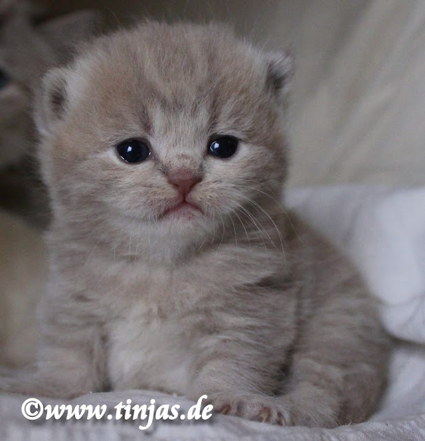 Britisch Kurzhaar Katzenbaby lilac golden tabby classic 