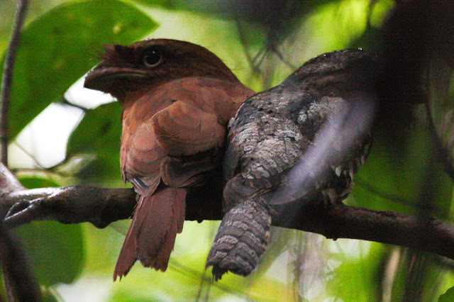 5 Most Unique Birds in the World!