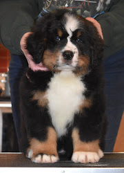 V - Red Girl - 8 Weeks